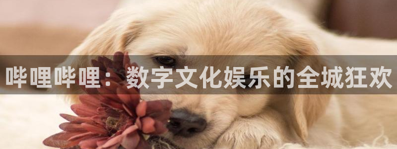 汗汗漫画观看：哔哩哔哩：数字文化娱乐的全城狂欢